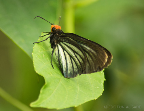 How to identify Pyrrhochalcia iphis (Drury, 1773)