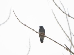 Chelidoptera tenebrosa