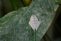 Boana calcarata