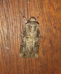 Agrotis catalaunensis