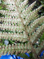 Polystichum polyblepharum