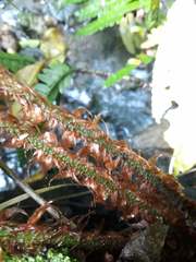 Polystichum polyblepharum