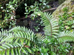 Polystichum polyblepharum