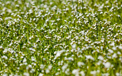 Plagiobothrys undulatus