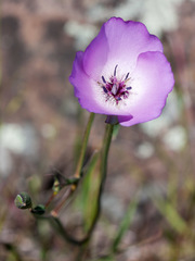 Calochortus splendens