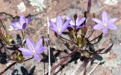 Brodiaea