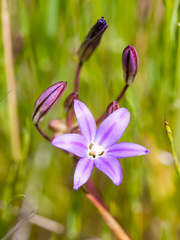 Brodiaea