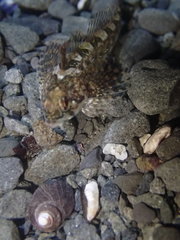 Clinocottus acuticeps