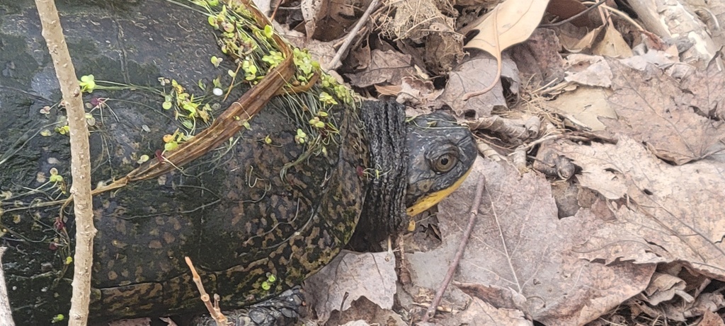 Blanding's Turtle in April 2023 by emmakolenc. Taken around 4pm when it ...