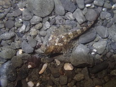 Clinocottus acuticeps