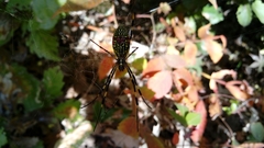 Trichonephila clavata