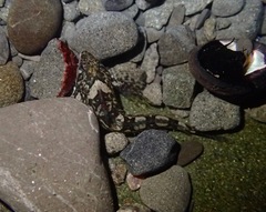 Clinocottus acuticeps