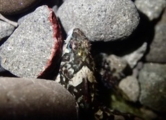 Clinocottus acuticeps