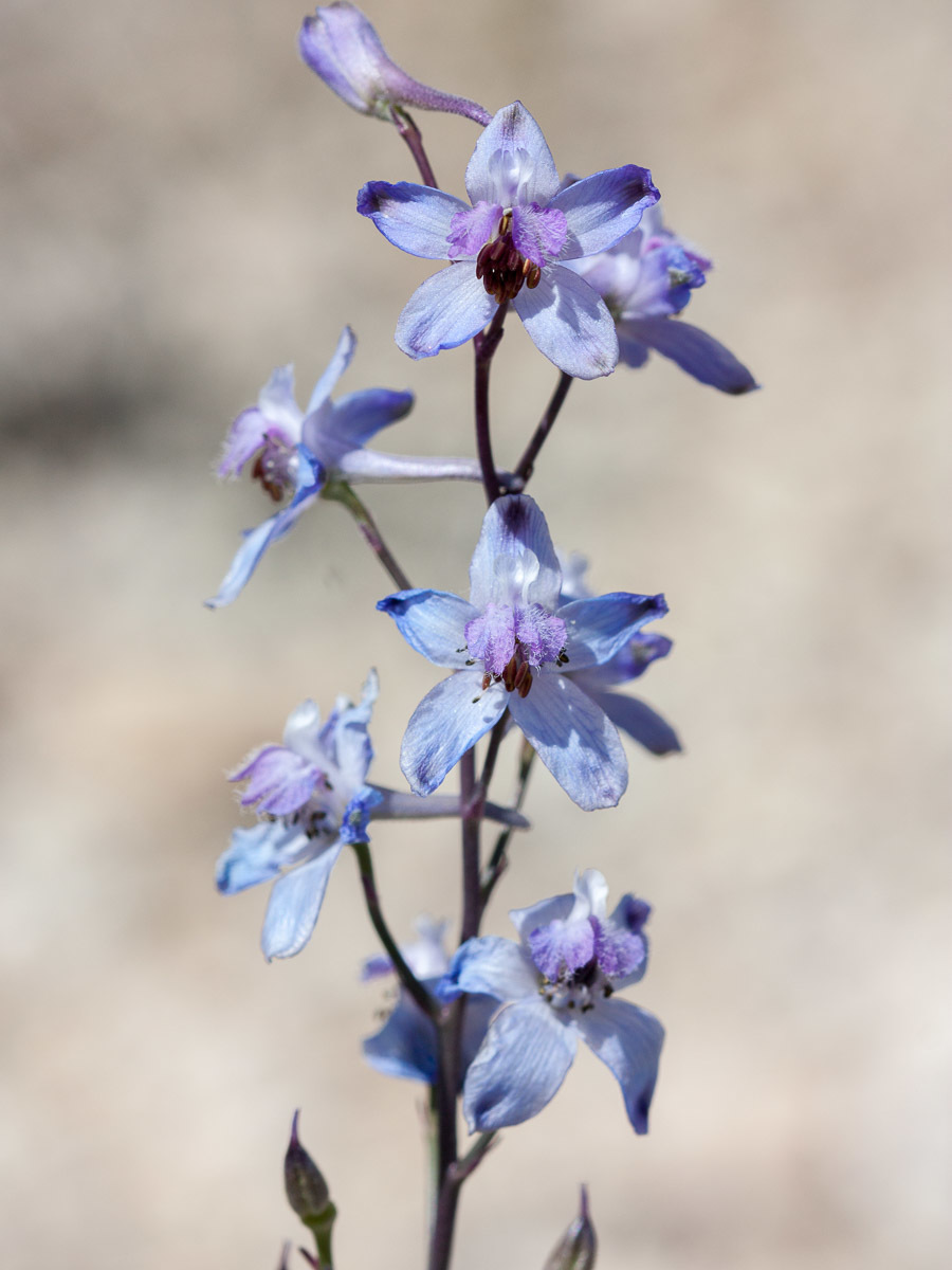 Delphinium parishii ssp. parishii