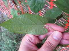 Gonolobus taylorianus, photograph Ben Machado, CC BY, iNaturalist via GBIF