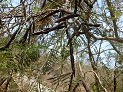 Vachellia campeachiana, photograph Francisco Farriols Sarabia, CC BY, iNaturalist via GBIF