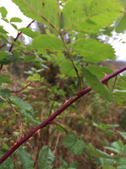 Rosa nutkana hispida