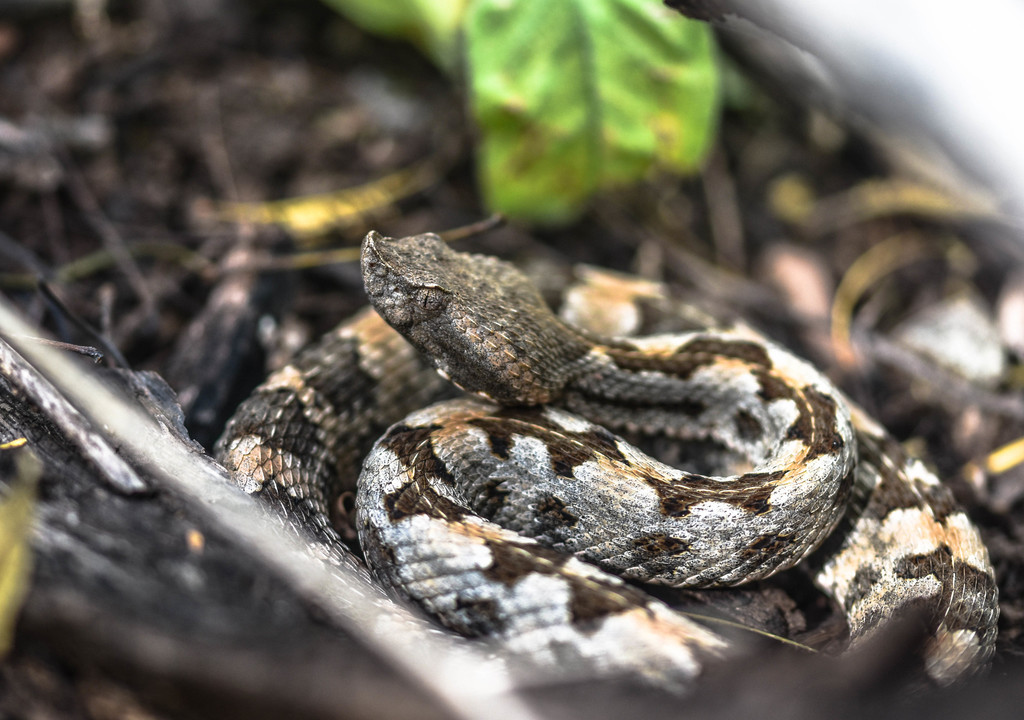 Dunn's Hognose Viper (Porthidium dunni)