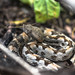Dunn's Hognose Viper - Photo (c) Drymarchon Simón, some rights reserved (CC BY-NC), uploaded by Drymarchon Simón
