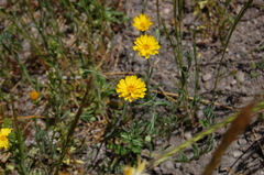 Pentachaeta aurea