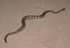 Crotalus enyo