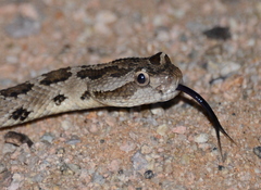 Crotalus enyo