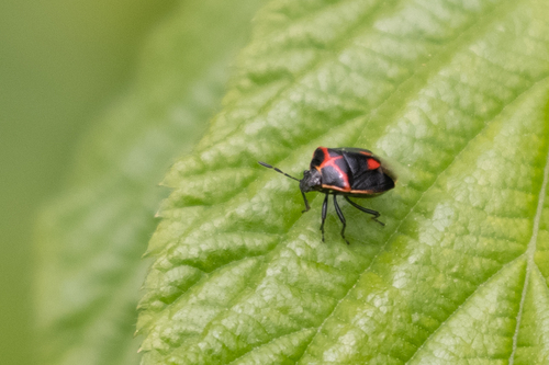 Twice-stabbed Stink Bug photo 6
