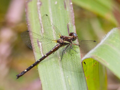 Gomphomacromia fallax