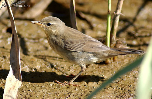 Helopsaltes certhiola