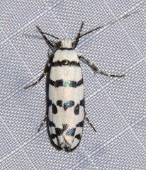 Ethmia phoenicura