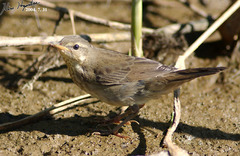 Helopsaltes certhiola