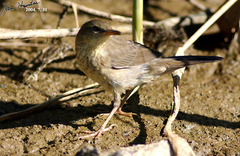 Helopsaltes certhiola