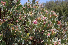 Arctostaphylos pringlei