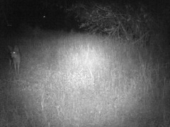 Canis latrans ochropus