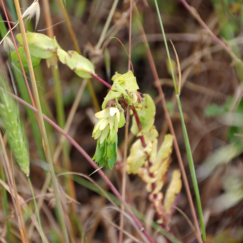 Greater honeywort from Provincia di Oristano, Italia on April 29, 2023