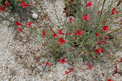 Ipomopsis tenuifolia