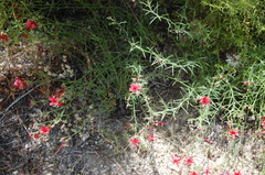 Ipomopsis tenuifolia