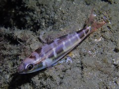 Pentapodus setosus