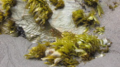 Mazzaella laminarioides