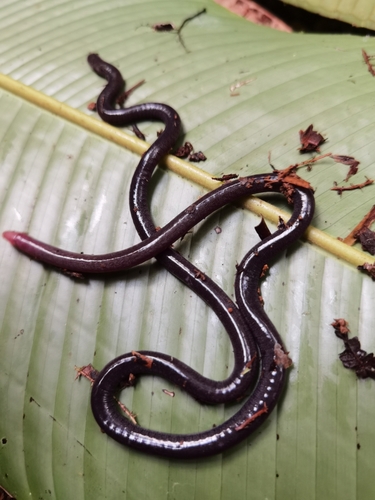 Osa Caecilian, Oscaecilia osae