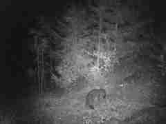 Urocyon cinereoargenteus townsendi