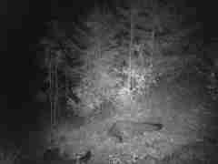 Urocyon cinereoargenteus townsendi