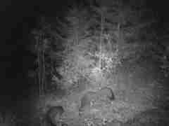 Urocyon cinereoargenteus townsendi