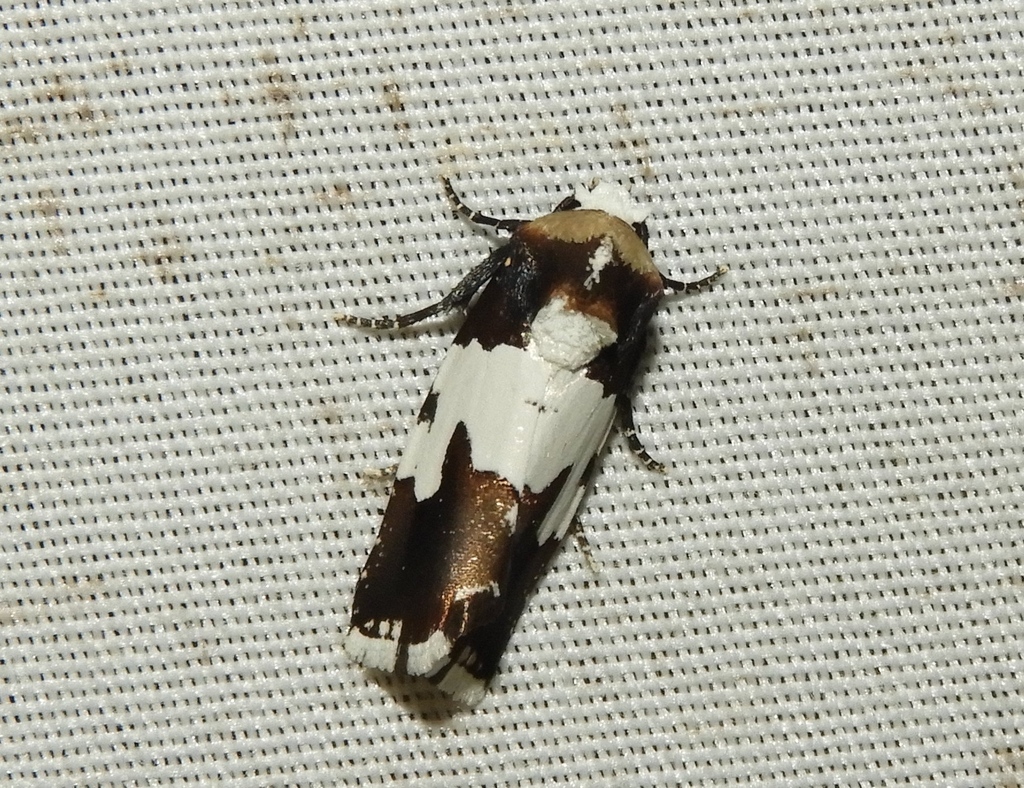 Bryolymnia marginata