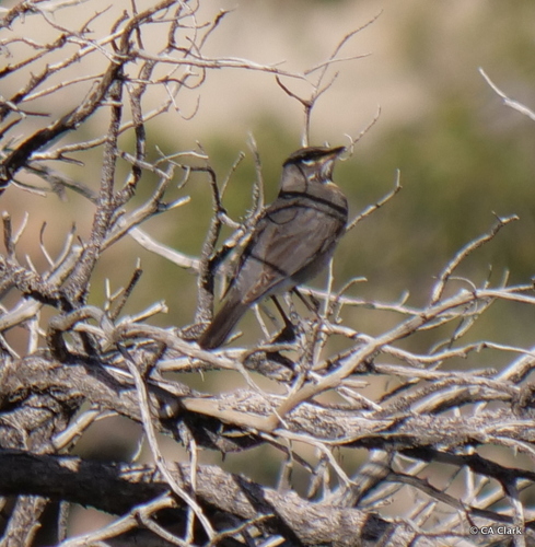 iNaturalist observation photo of American Robin