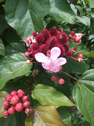 Lipsticktree