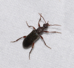 Bactrocerus