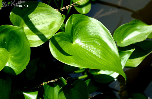 Pontederia korsakowii, photograph 3