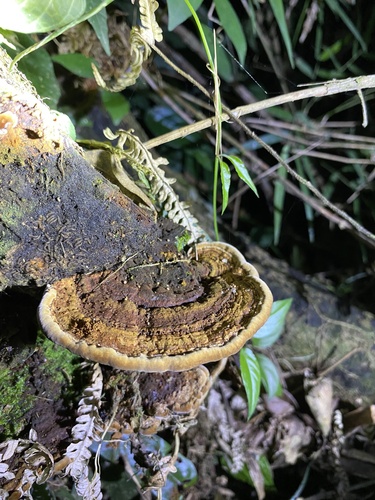 Phylloporia pectinata observed 2023-04-29
