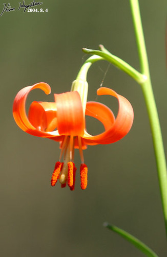Lilium callosum, photograph 4